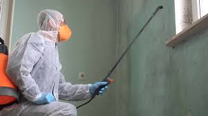 Best Black Mold Removal  in Mapleton, IA